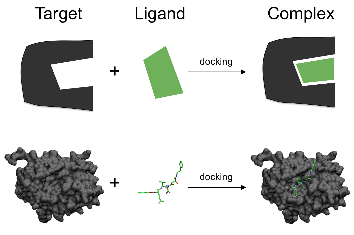 Molecular docking of Cannabis sativa compounds project preview