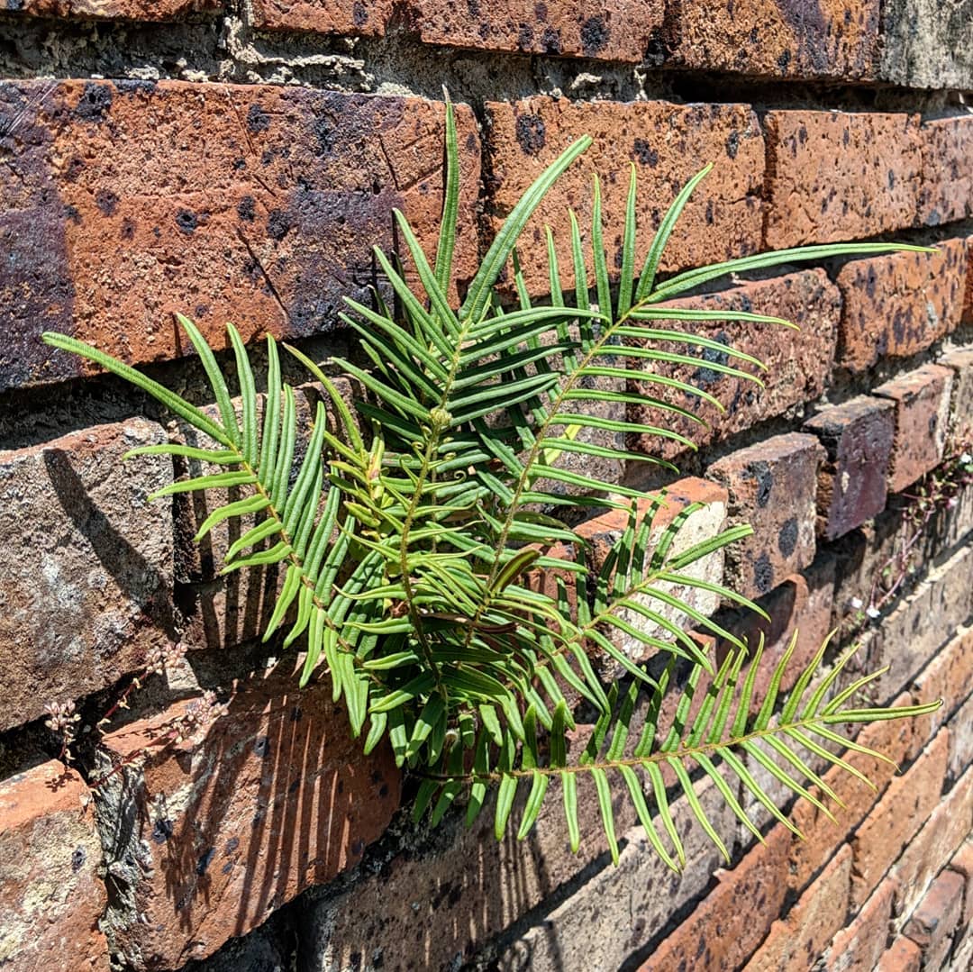 Heavy metal stress and antioxidant activity in Pteris vittata project preview